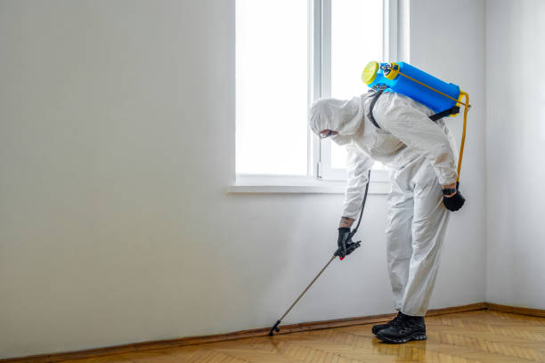 Wasp Removal Services in Yorkville, IL