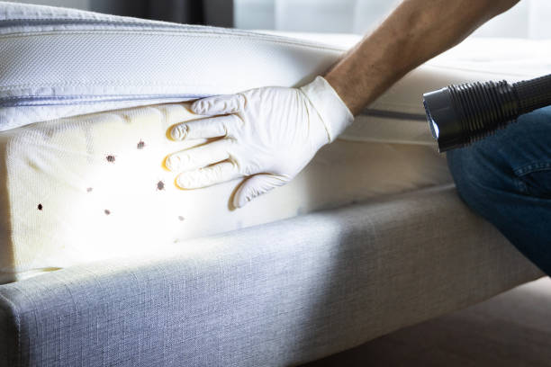 Best Rat Extermination Near Me  in Yorkvle, IL