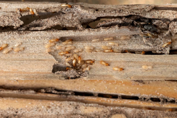 Best Local Pest Control Services  in Yorkvle, IL