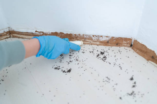 Best Affordable Pest Control Services  in Yorkvle, IL